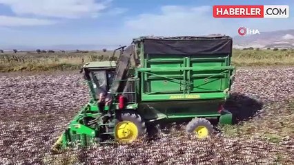 Denizli'de Pamuk Hasadı Tamamlanıyor