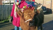 Una fattoria inglese fa coccolare le sue mucche per 50 sterline