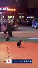 Kar tanelerini yakalamaya çalışan kedi!