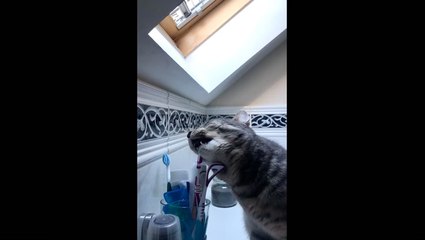 Owner films mischievous cat’s disgusting habit which left her ‘feeling sick’
