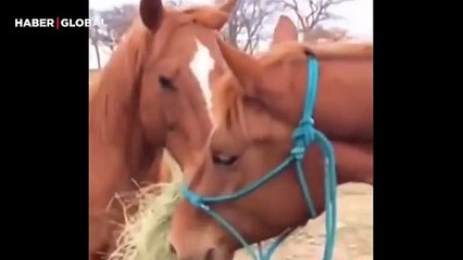 Atın eşi için yaptıklarına beğeni yağdı! Hem yiyecek getirdi hem de besledi
