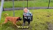 Boxer Pup Creates Joyful Childhood Memories!  || Best of Internet