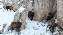 Karlı arazide yiyecek arayan çengel boynuzlu dağ keçileri görüntülendi