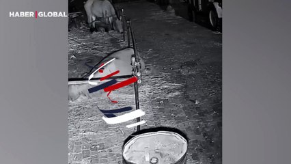 Zeki atın çiftlikten kaçış görüntüleri viral oldu