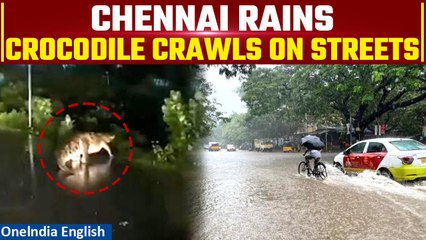 Cyclone Michaung: Viral Video Shows Crocodile Roaming On Tamil Nadu Streets Amid Heavy Rainfall