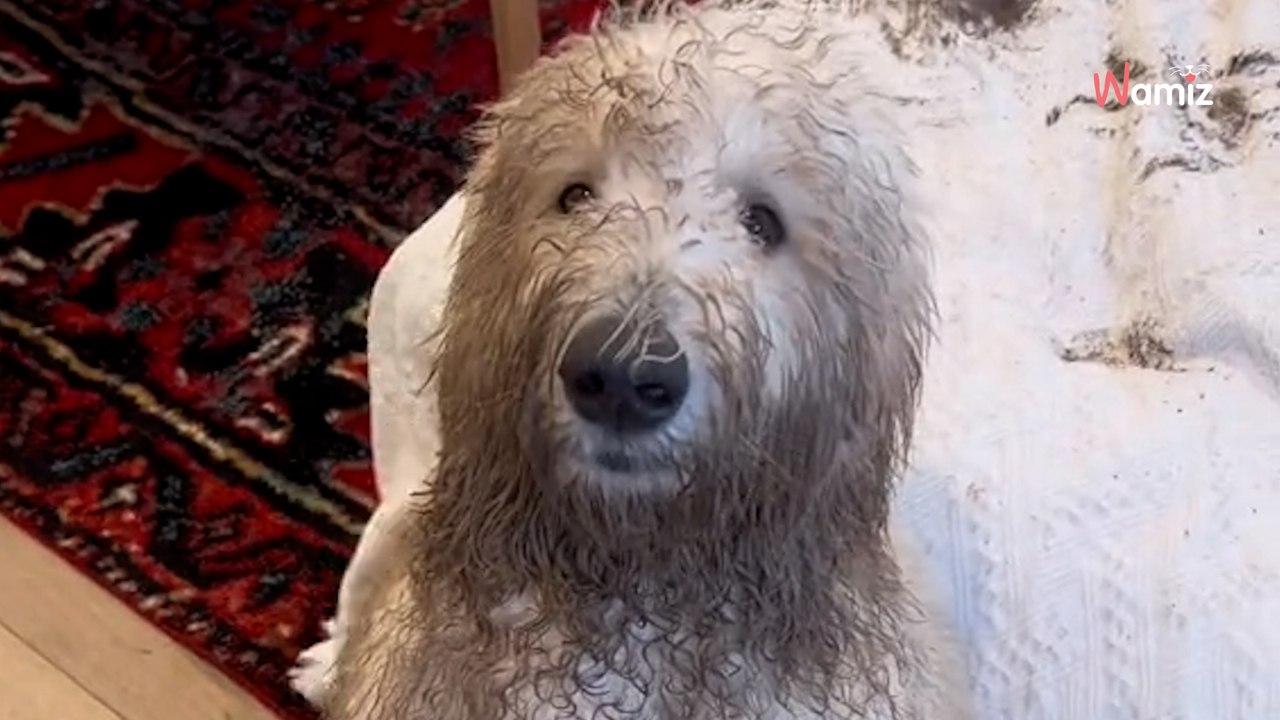 Goldendoodle wraca ze spaceru: 33 mln osób nie wie, czy się śmiać, czy płakać (video)
