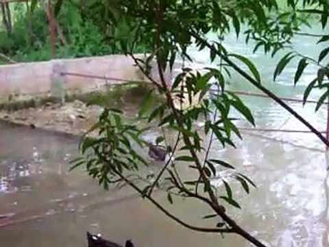 اكتشف أسرار الطبيعة: مناظر خلابة لطيور البط تعكس روعة الطبيعة في سوريا