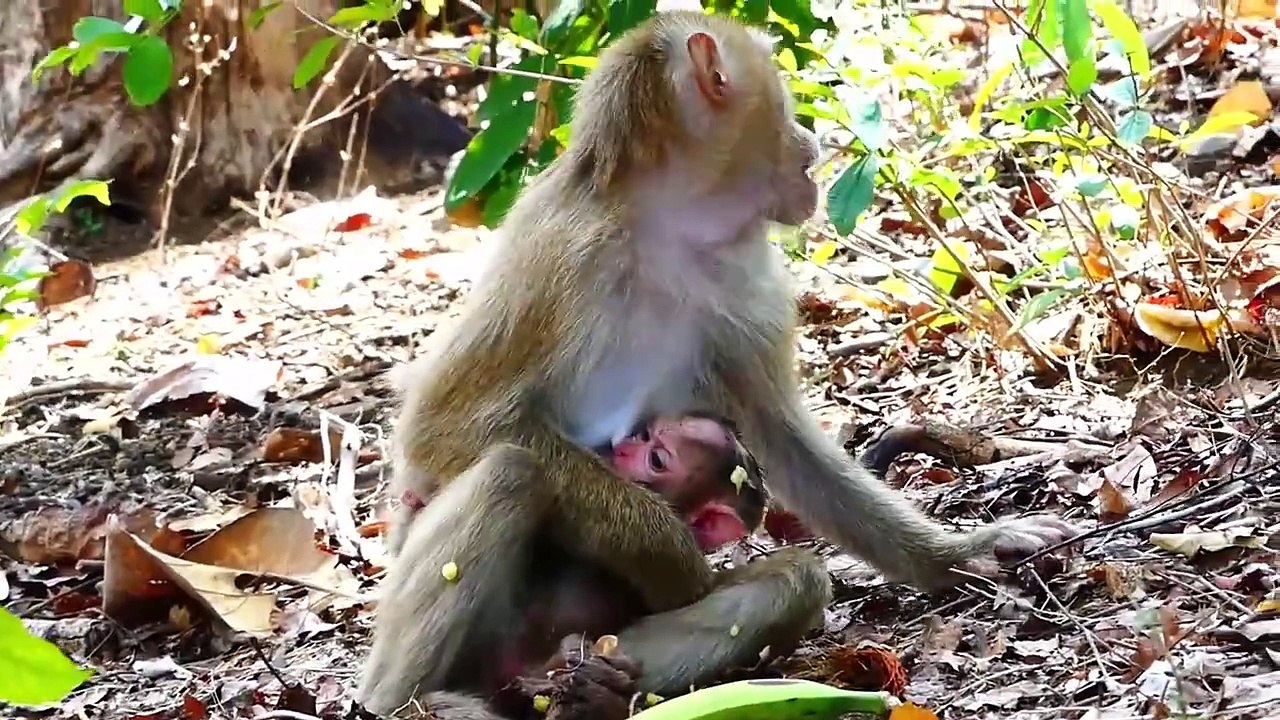 Kind Cameraman Giving Banana To Sarika But She Gets Scared Of Them (720p_25fps_H264-192kbit_AAC)