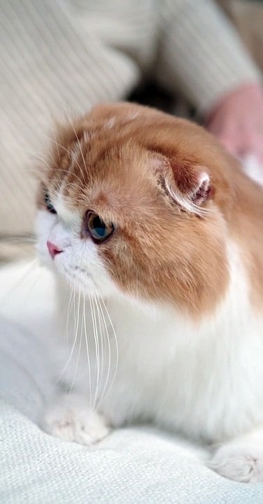 adorable cute cat