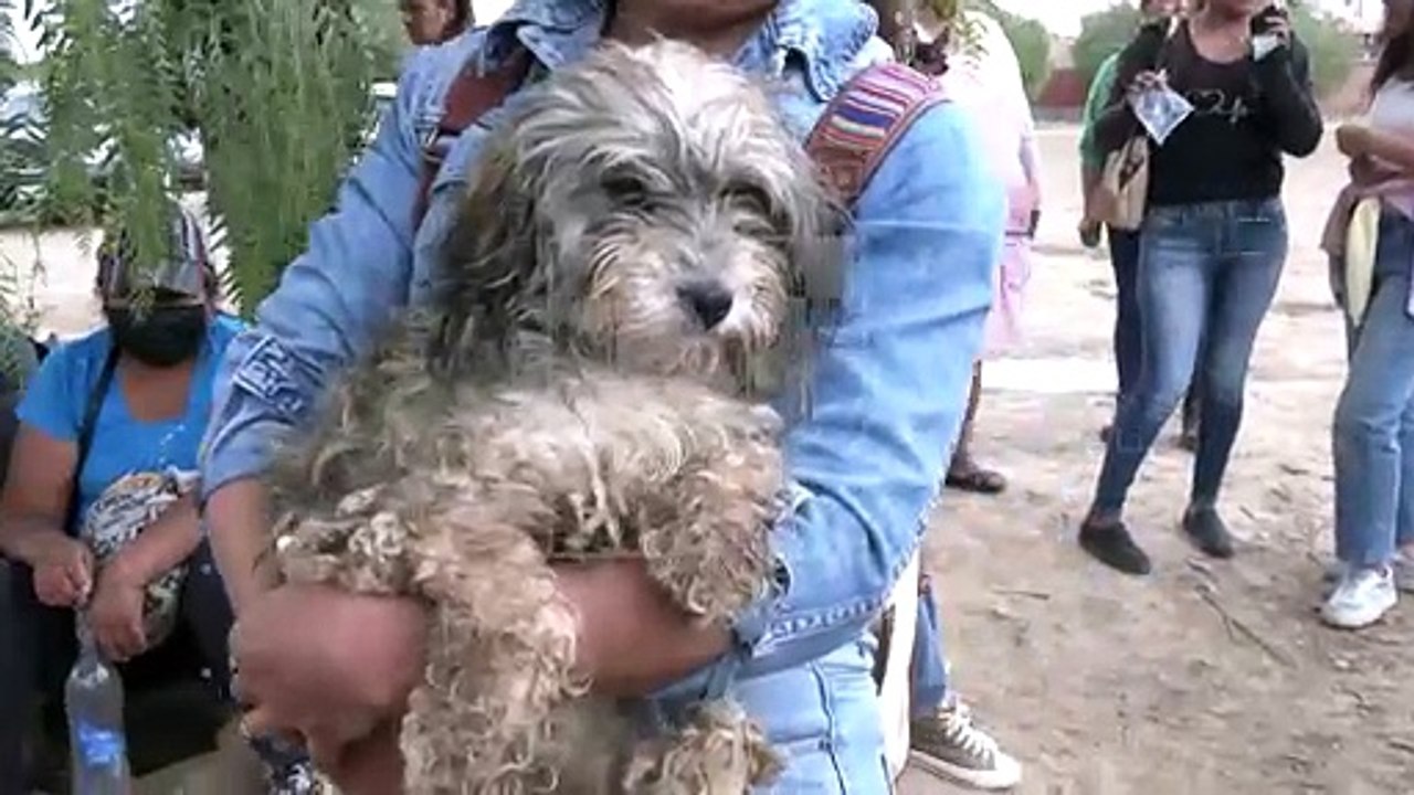 Defensores de animales tomaron zoonosis y se llevaron 37 mascotas