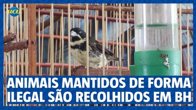 Mais de 70 animais mantidos de forma ilegal são apreendidos em BH