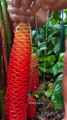 Would You Touch This Flower #shorts #facts #trending