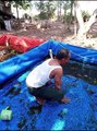 Pembenihan ikan lele yang apik itu selalu menjaga kebersihan kolam setelah panen