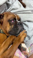 Boxer Gets Some Good Honk Shoo Mimimi Sleep