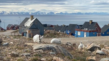 Download Video: Klimawandel gefährdet indigene Bevölkerung Grönlands