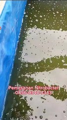 NITROBACTER terbukti mampu mengobati ikan lele yang terkena penyakit