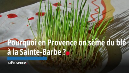 Pourquoi en Provence on sème le blé de l'espérance à la Sainte-Barbe ?