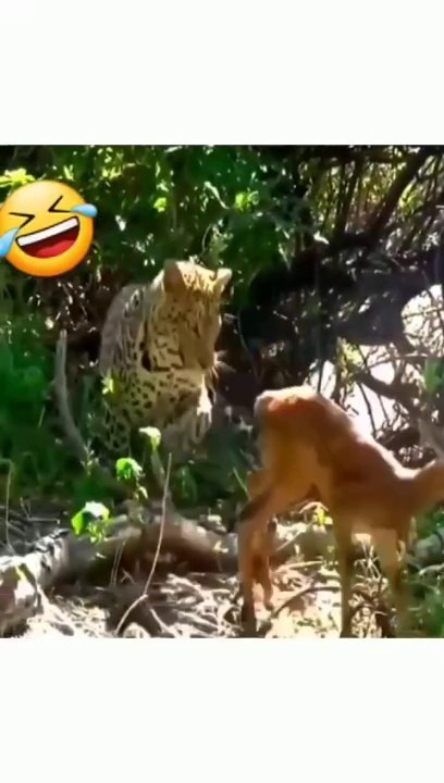 The moment of deception of the tiger when the mother gazelle arrives behind him