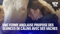 Royaume-Uni: une ferme propose des séances de câlins avec ses vaches
