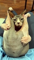 Cat Cuddles And Does Yoga At The Same Time