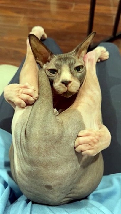 Cat Cuddles And Does Yoga At The Same Time