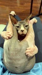 Cat Cuddles And Does Yoga At The Same Time