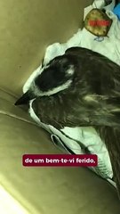 Amigas cuidam de bem-te-vi ferido depois de todos os órgãos ambientais ignorarem pedido de resgate