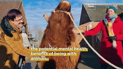 Feeling stressed? This UK farm allows you to cuddle cows to relieve your anxiety