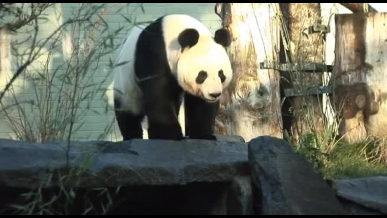 Due panda giganti tornano in Cina dopo 12 anni nello zoo di Edimburgo