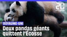 Royaume-Uni : Après 12 ans, deux pandas géants quittent l’Ecosse pour retourner en Chine