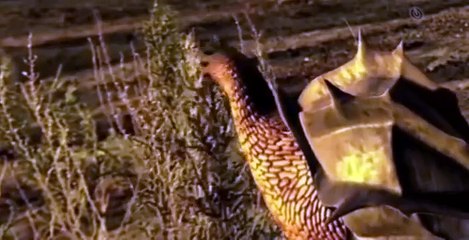 The Future Is Wild The Future Is Wild 2003 E012 – Graveyard Desert