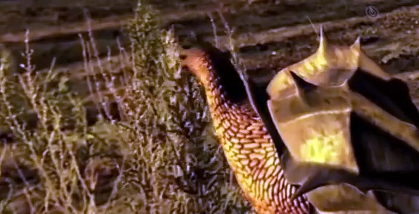The Future Is Wild The Future Is Wild 2003 E012 – Graveyard Desert