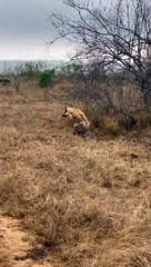 Injured Hyena Adapts in the Wild