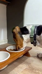 Put His Ears In A Doggytail