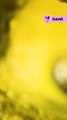 Devine ce qu’on te montre au microscope   Indice : ça se mange et c’est jaune  on attend ta réponse dans les commentaires !