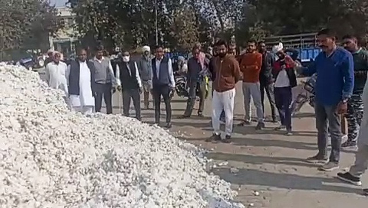 सफेद सोने की ‘चमक’ हुई कम...और किसानों की आंखें नम