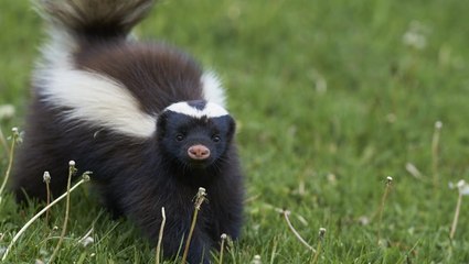 How To Get Rid Of Skunks, According To Experts