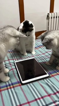 cat memes,funny cats,funny cat videos,funny kittens,funny kitten videos,funny videos