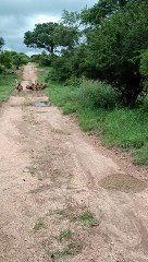 Family of Lions Drinking From a Puddle