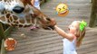 Laughing Videos 2024 -Funny Videos of Animals and Babies - Funny Moments of Babies at the Zoo