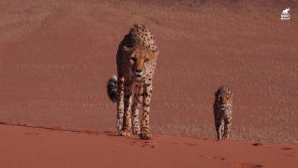 القطط الكبيرة _ الفهد أو النَّمِرُ الصَيَّادْ أسرع حيوان على وجه الأرض _ كويست عربية Quest Arabiya