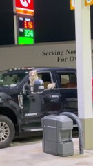 Pickup Packed Full of Pets