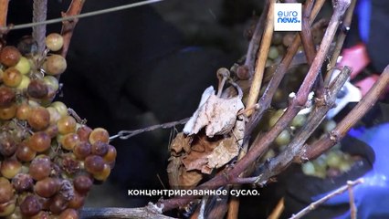 Сбор винограда для ледяного вина: австрийцы рады морозам