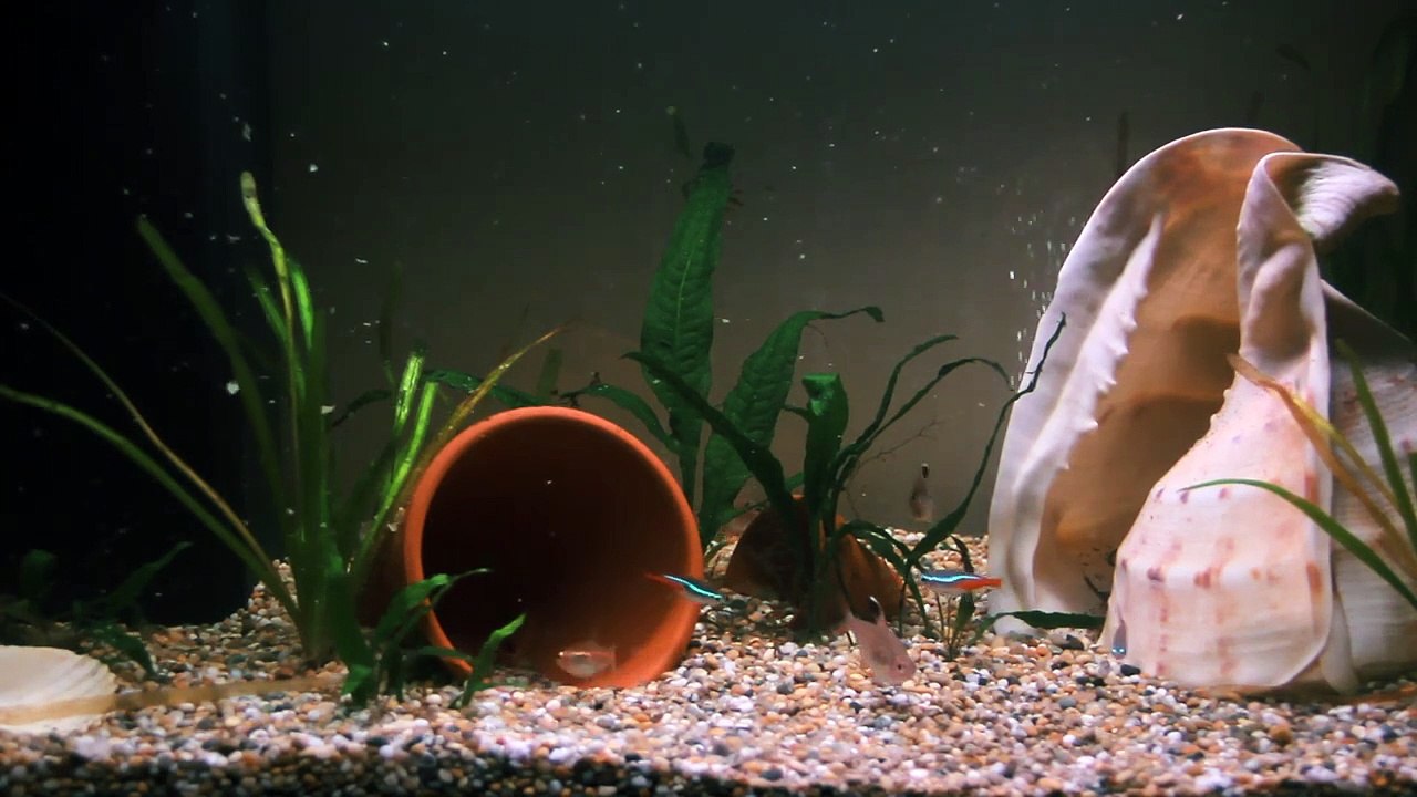 Fish - TV Aquarium