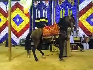 رقص شرقي علي المزمار ورقص خيل اره Dance of horse