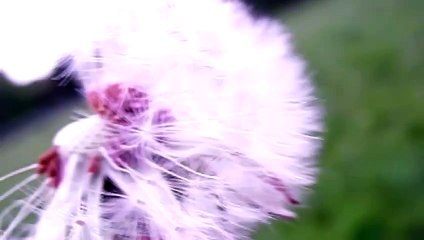 Dandelion blown