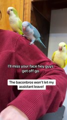 Quaker Parrots Love Their Assistant