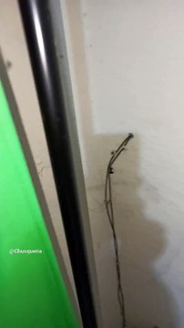 Las #arañas del #baño #insectos #animales #mascotas #shorts les llaman patonas son inofensivas #pet