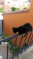 La #Gata #bombay posando en el barandal de la terraza #animales y #mascotas #shorts #felino #peludo