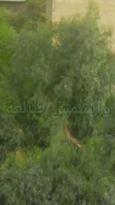 شاهد كل طقوس الشتاء في أقل من دقيقة واحدة"